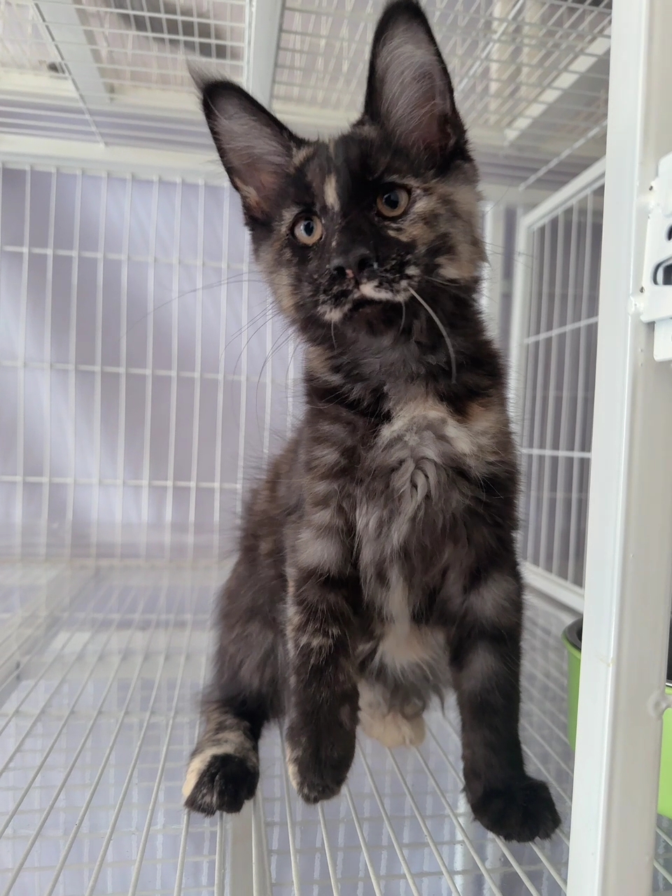 戴帽妹妹,繁育利器,